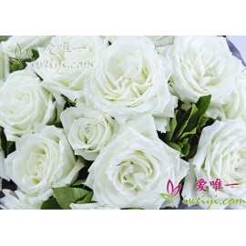 19枝白玫瑰