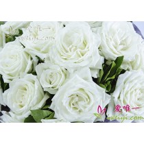 Roses blanches