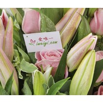 5 lírios siberianos rosa com múltiplos caules