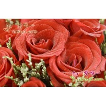 red roses