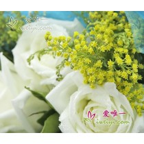 花束《我是夜里守望你的星星》