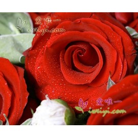 Frische rote Rosen