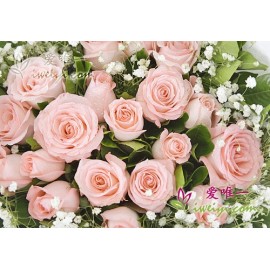 pink roses and white gipsophila