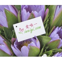 तालाब लिली