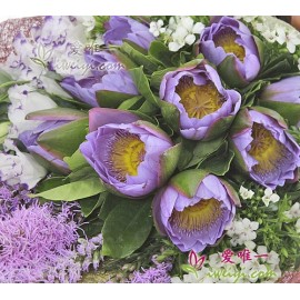 9 violette Seerosen