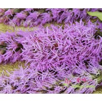 पिनाथस जैपोनिकस