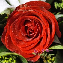 देवदूत का आशीर्वाद