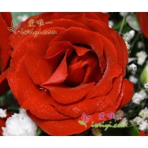 प्रेम की घोषणाएँ