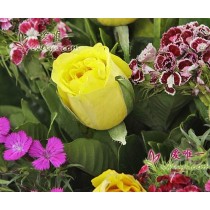 मेरा पसंदीदा