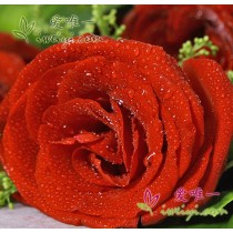 red roses