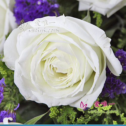 Bouquet de roses blanches