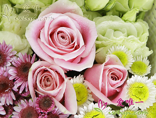 grüner Lisianthus