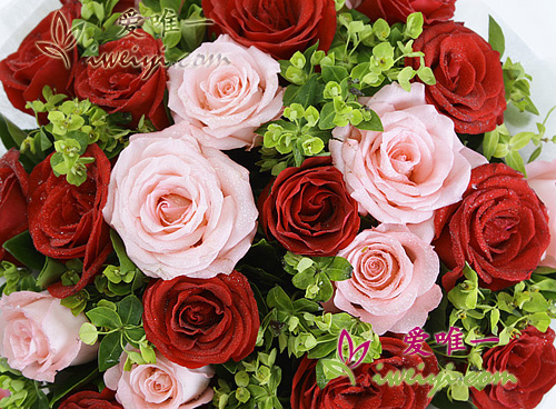 roses de couleur rose