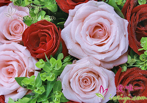 rosas rojas