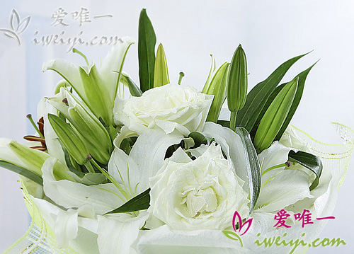 一束白玫瑰和白百合