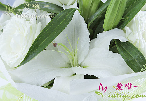 white lilies