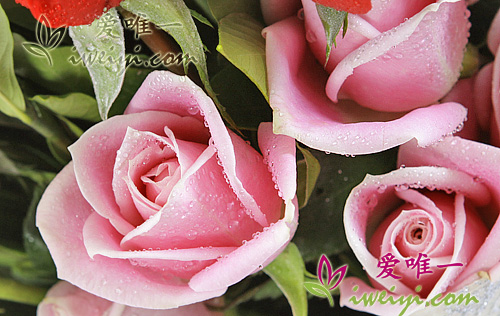 pink roses