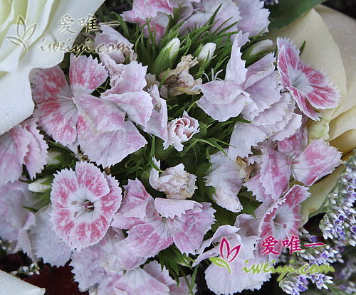 weiße Rosen