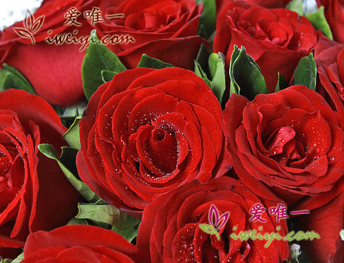 一束鮮花 « 愛與生活 »