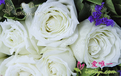 11 blühende weiße Rosen
