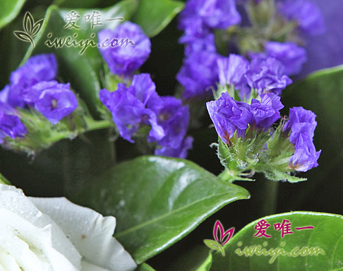 statice morado