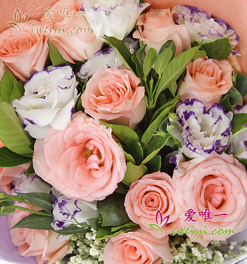 lisianthus de couleur blanc et violet