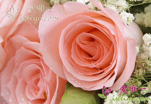roses de couleur rose