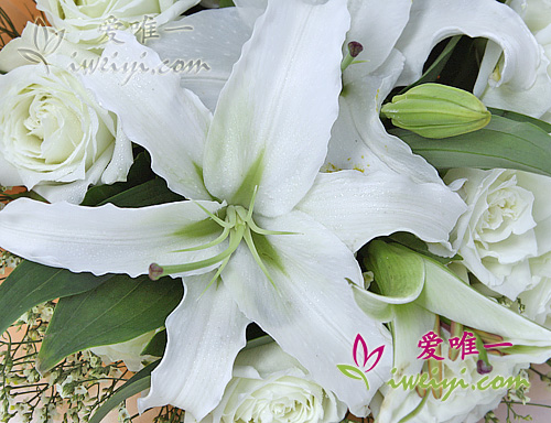 white lilies