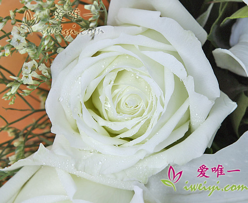 weiße Rosen