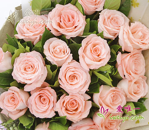 pink roses