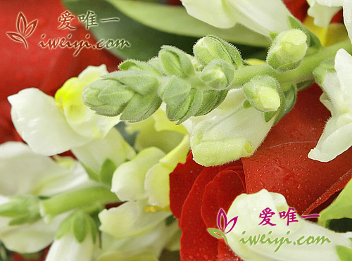 invia un mazzo di rose rosse e bocche di leone gialle in Cina