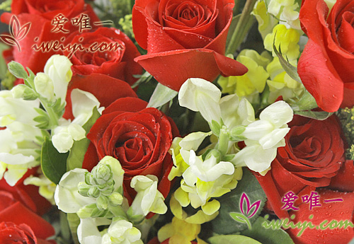 rose rosse