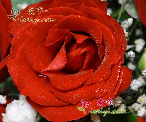 rosas rojas