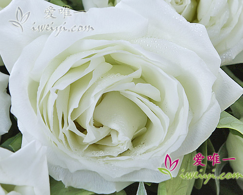 rosas