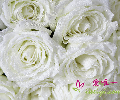 bouquet de roses blanches