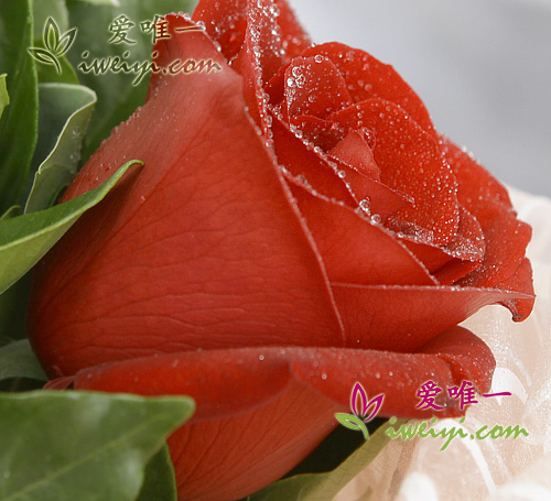 rose rosse