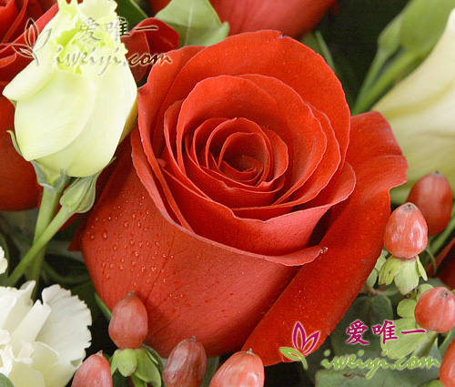 lisianthus de couleur champagne