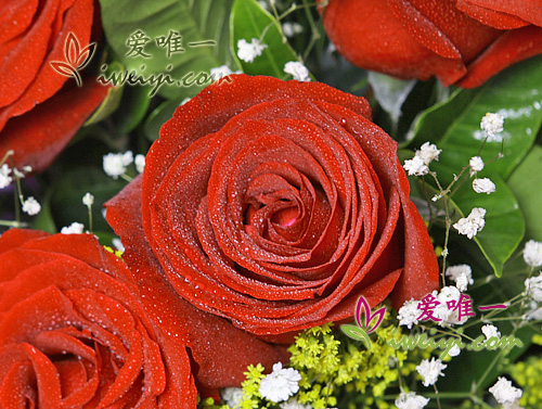 roses rouges