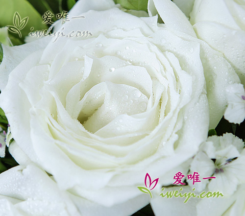 white roses