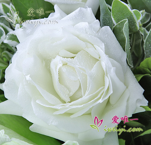 18 white roses