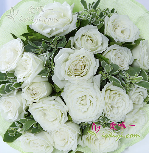 roses blanches