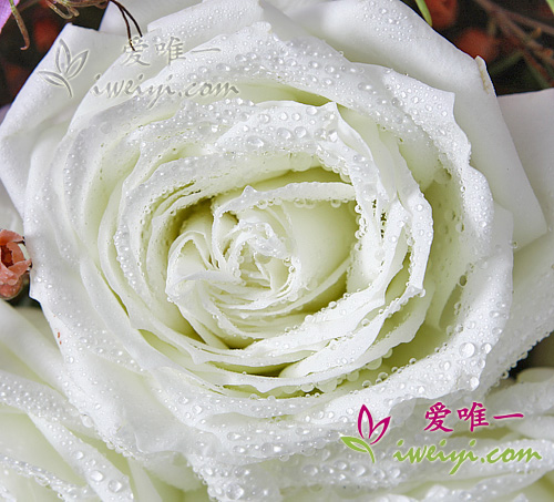 roses blanches