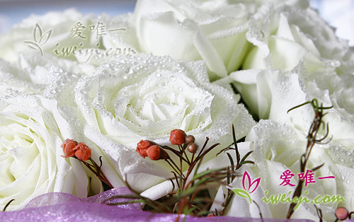 rosas