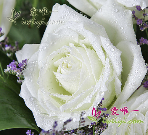rose