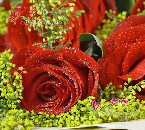 rosas rojas