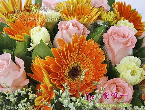 orangefarbene Gerbera