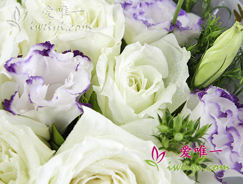 lisianthus