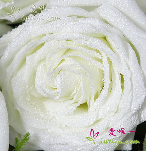 white roses