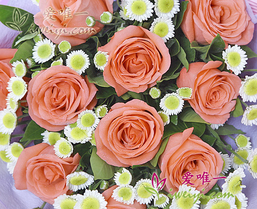 rosa Rosen