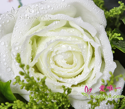 rose bianche